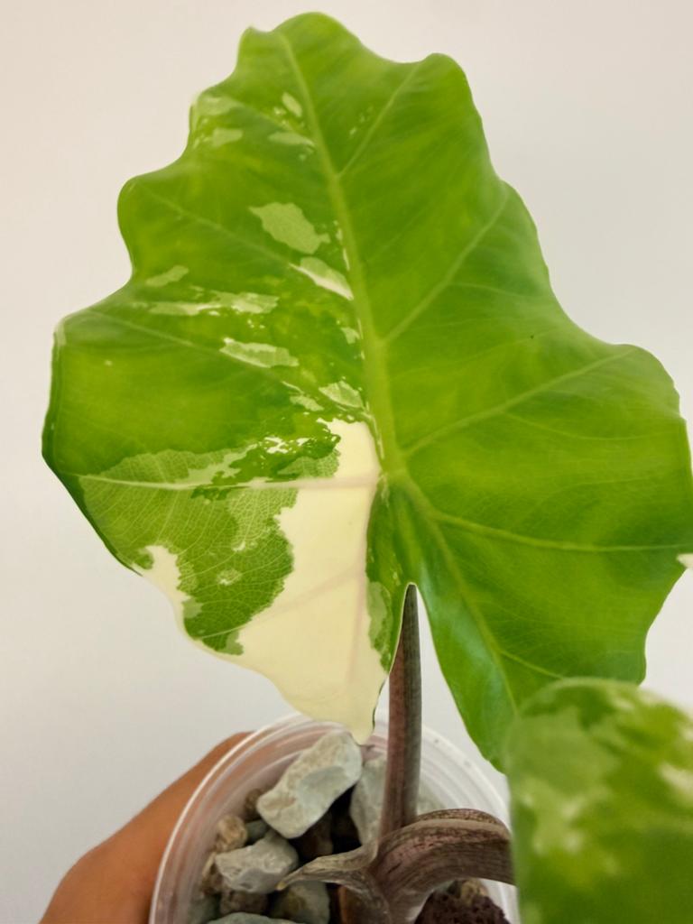 Alocasia Portadora Albo, Ophalen of Verzenden, Halfschaduw, Minder dan 100 cm
