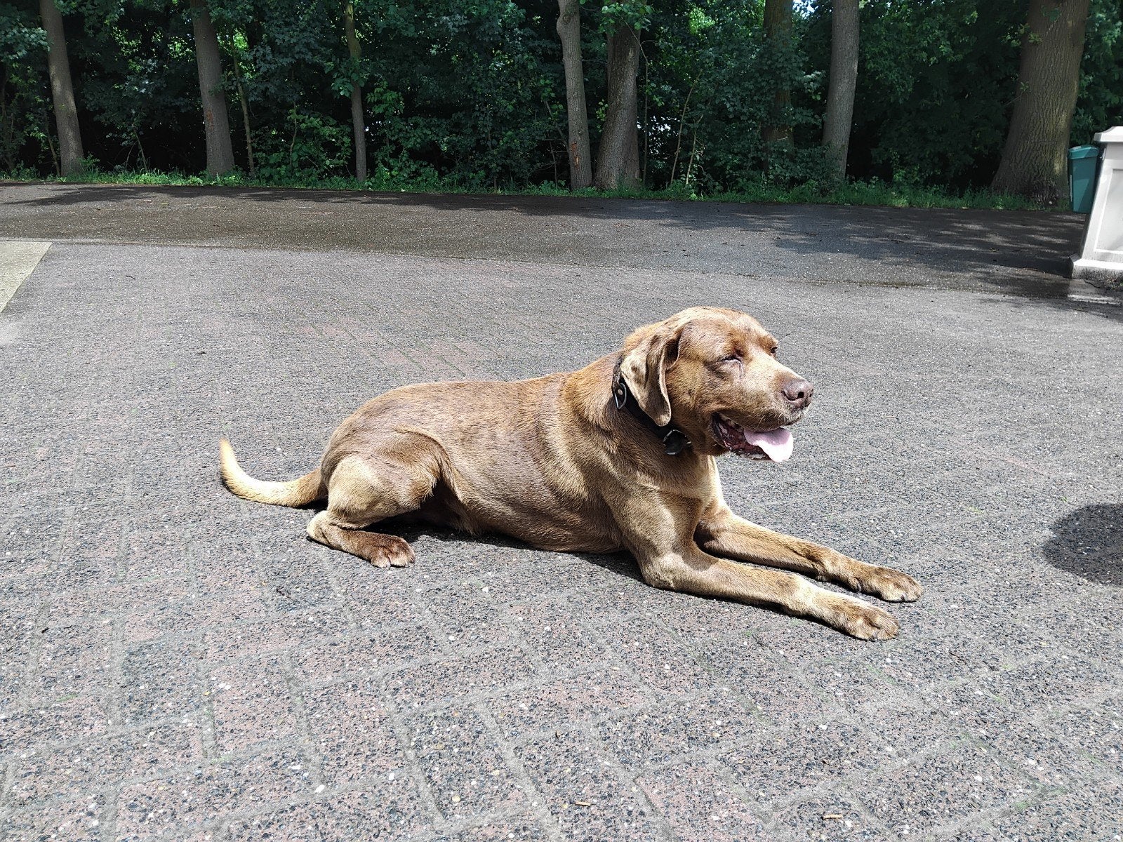 Labrador/Weimaraner Rakker zoekt een nieuw thuis, 6 jaar of ouder, Reu, Labrador retriever, Eén hond