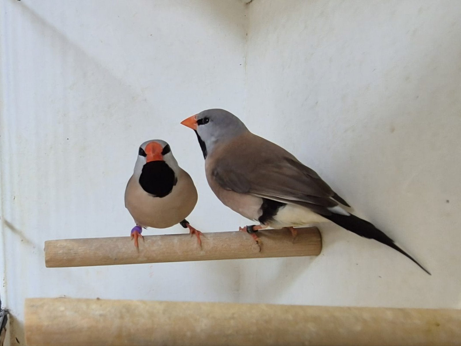 Spitsstaartamadine poppen, Dieren en Toebehoren, Vogels | Overige Vogels, Vrouwelijk, Geringd