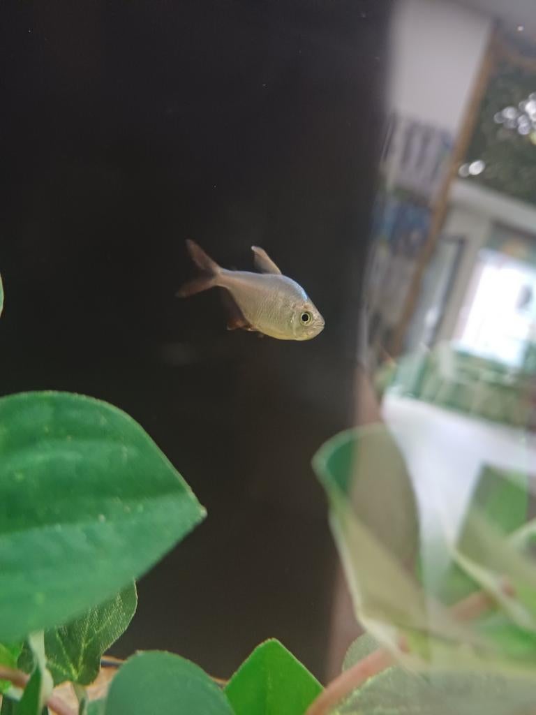 Colombia tetra, Vis