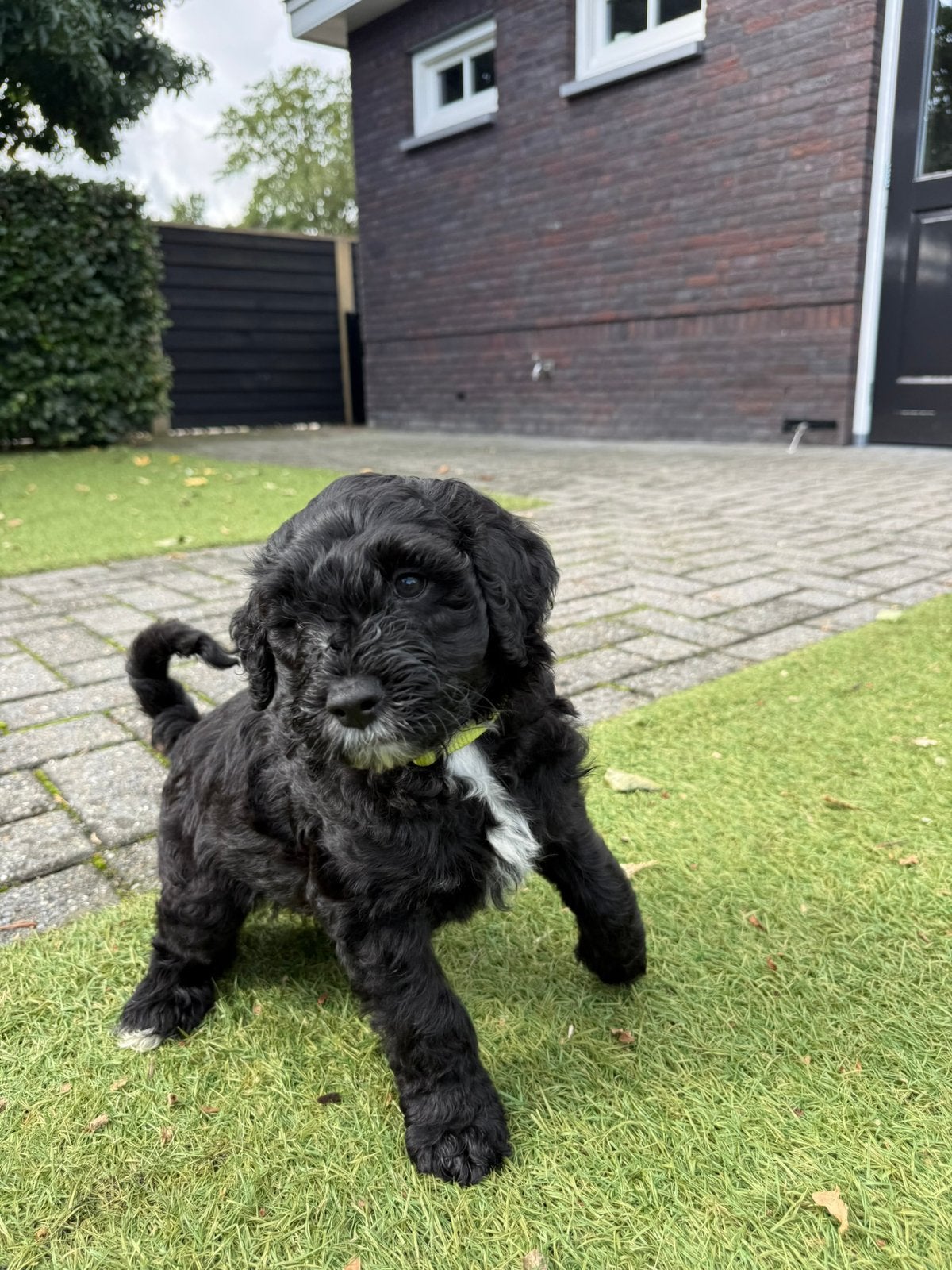 Lieve medium (bruine) Labradoodle pup, direct beschikbaar, Reu, 8 tot 15 weken, CDV (hondenziekte), Meerdere
