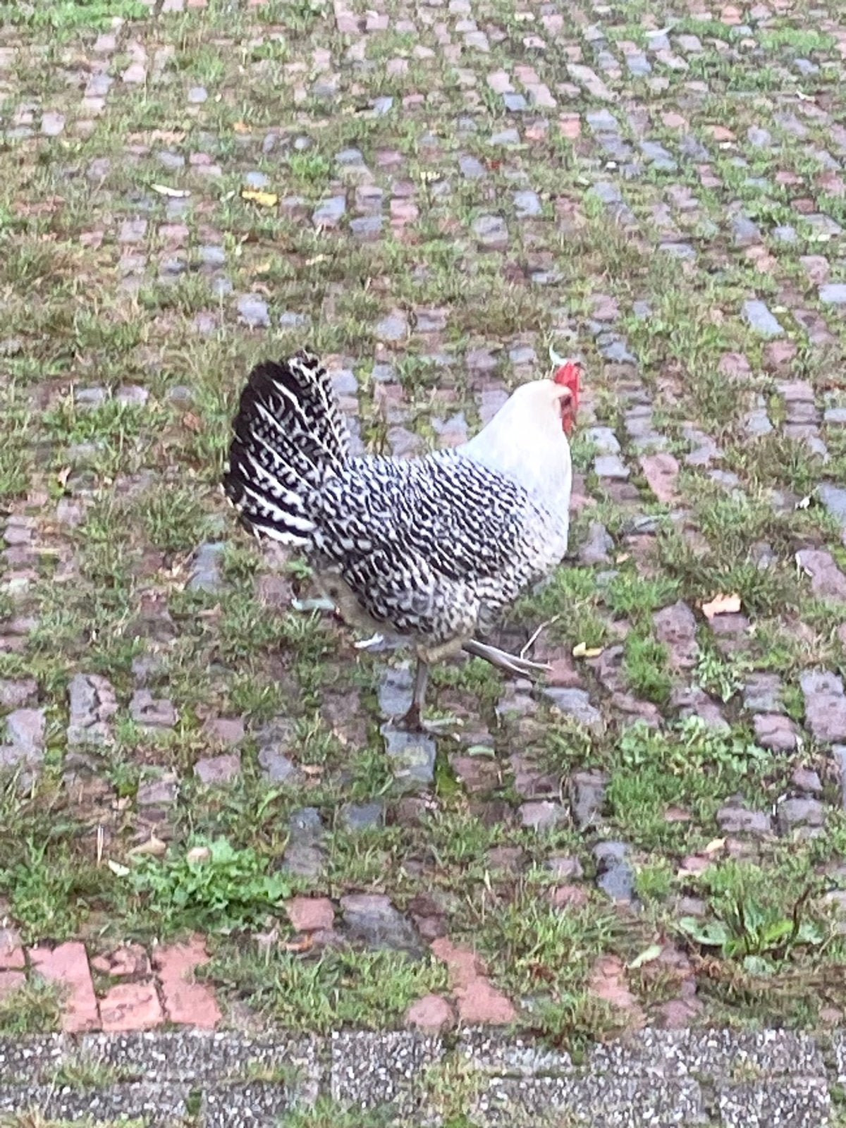 Te koop Groningr Meeuw,zilver kleur, Dieren en Toebehoren, Pluimvee, Mannelijk, Kip