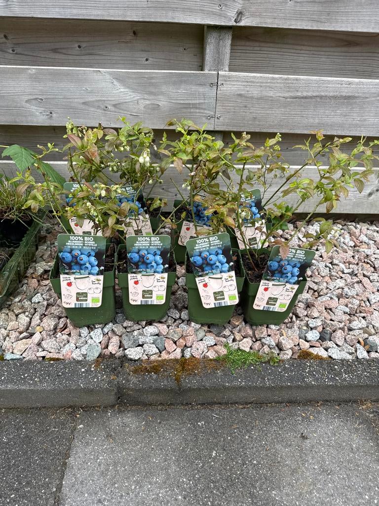 Blauwe bessen en frambozen planten - Biologisch, Tuin en Terras, Volle zon, Vaste plant, Ophalen of Verzenden, Fruitplanten