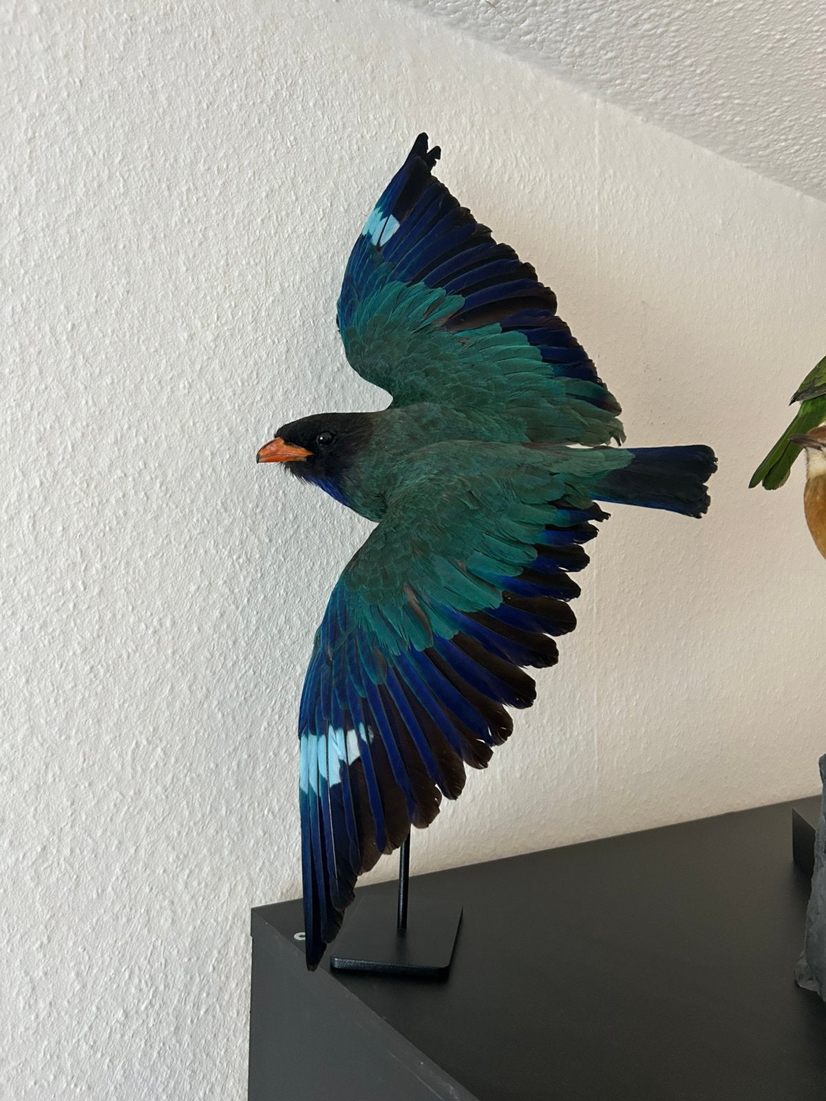 Opgezette dollarvogel, Verzamelen, Ophalen of Verzenden, Zo goed als nieuw, Vogel, Opgezet dier