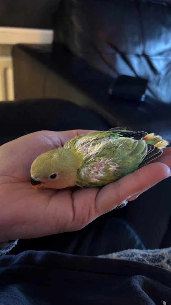 Agapornis roseicollis kuikens, Dieren en Toebehoren, Vogels | Parkieten en Papegaaien, Geslacht onbekend, Dwergpapegaai of Agapornis