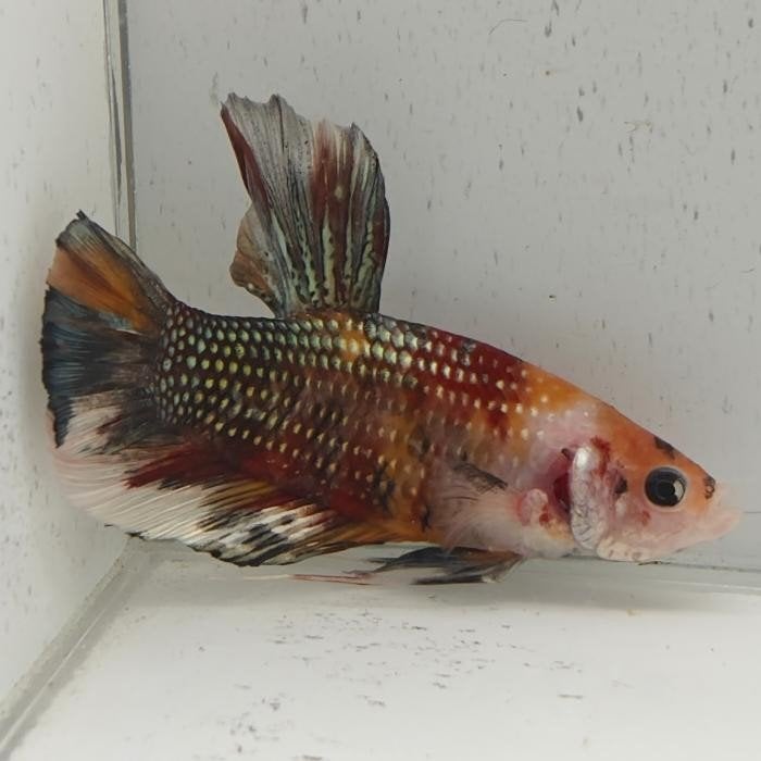 Betta splendens man 59, Vis
