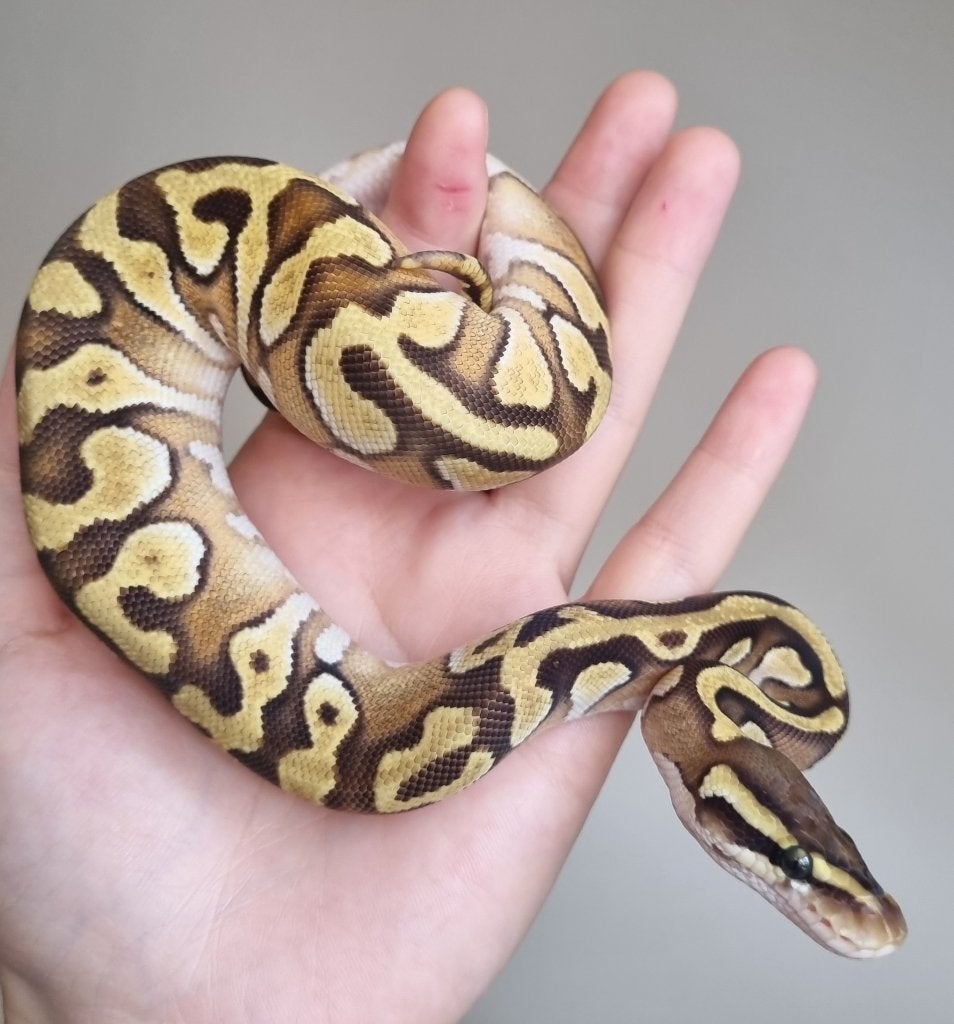 0.1 mojave enchi het piebald Ball Python photo 2