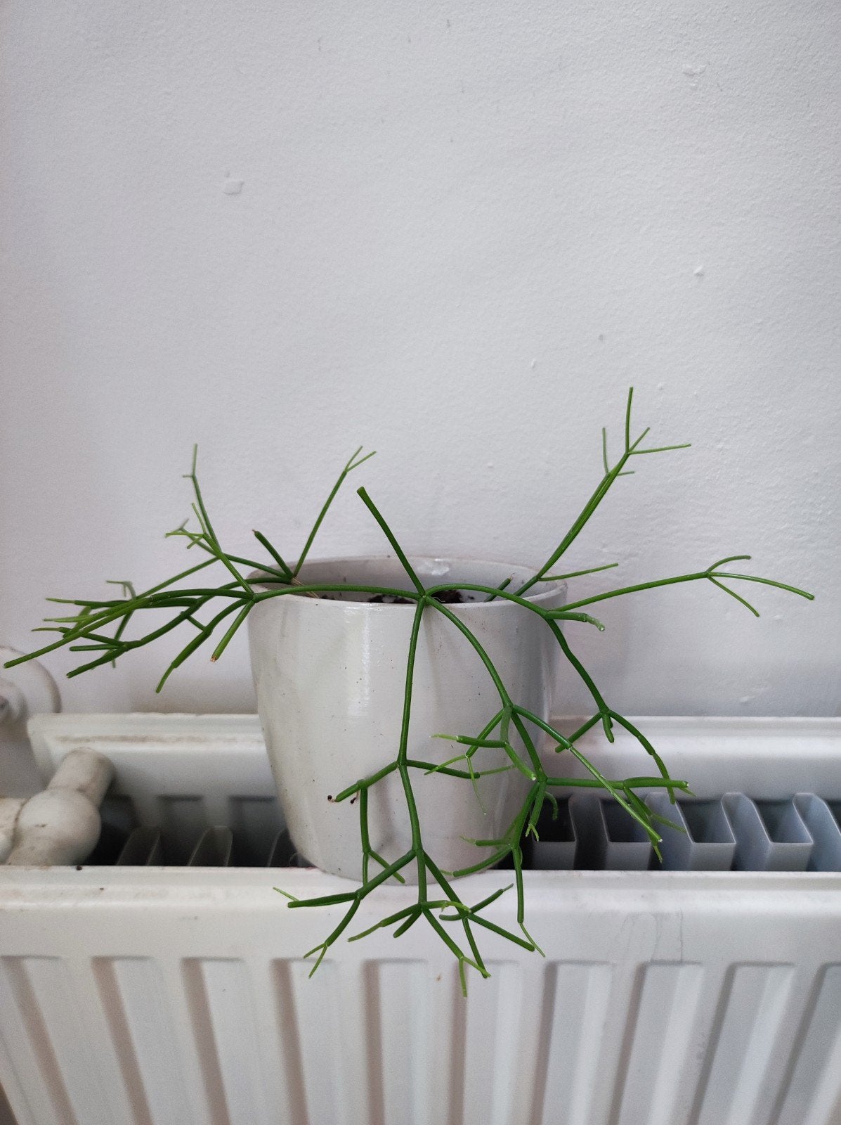Rhipsalis incl pot, Ophalen of Verzenden, Halfschaduw, Minder dan 100 cm