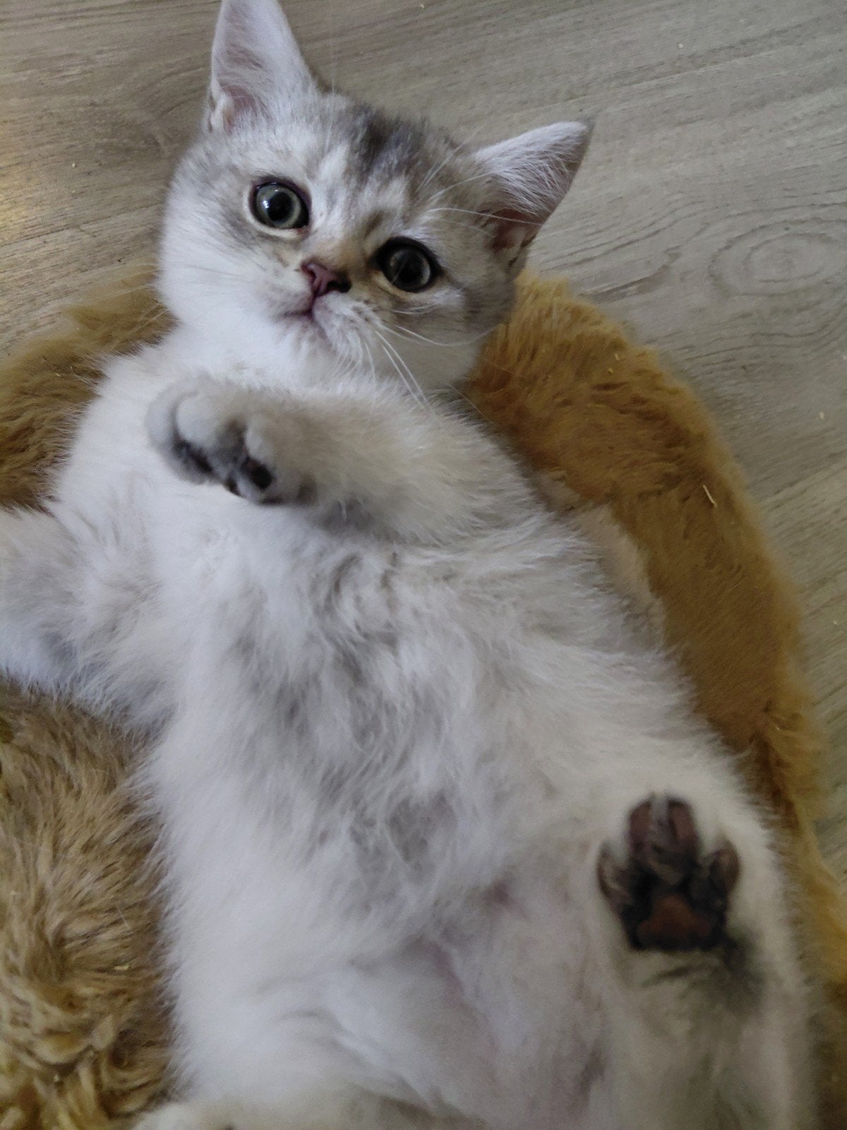 Foto 8 van britse korthaar kittens nog 1poesje beschikbaar