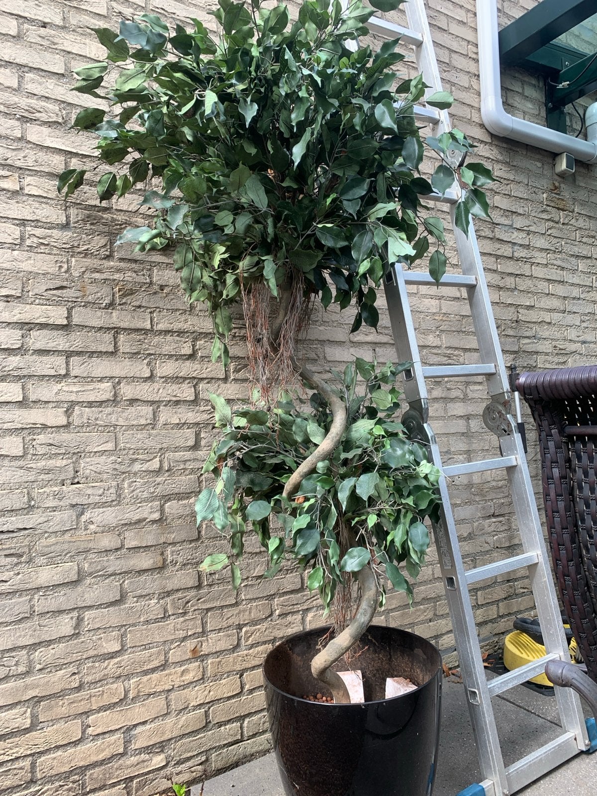 Grote zijdenplant in pot, onderhoudsvrij, Ophalen, Binnen, Kunstplant, Kunststof