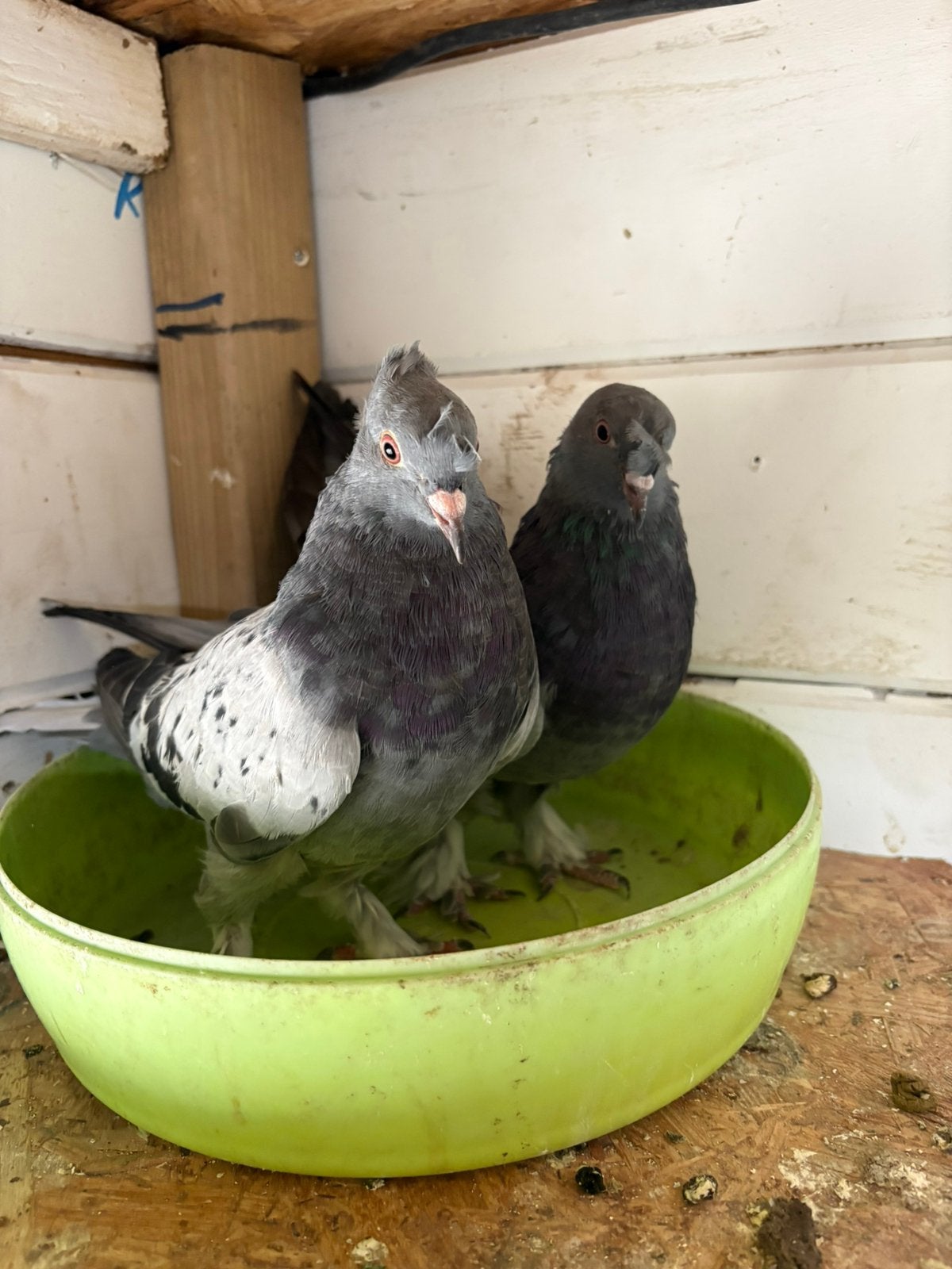 Koppel takla duif, Dieren en Toebehoren, Vogels | Duiven, Meerdere dieren, Postduif