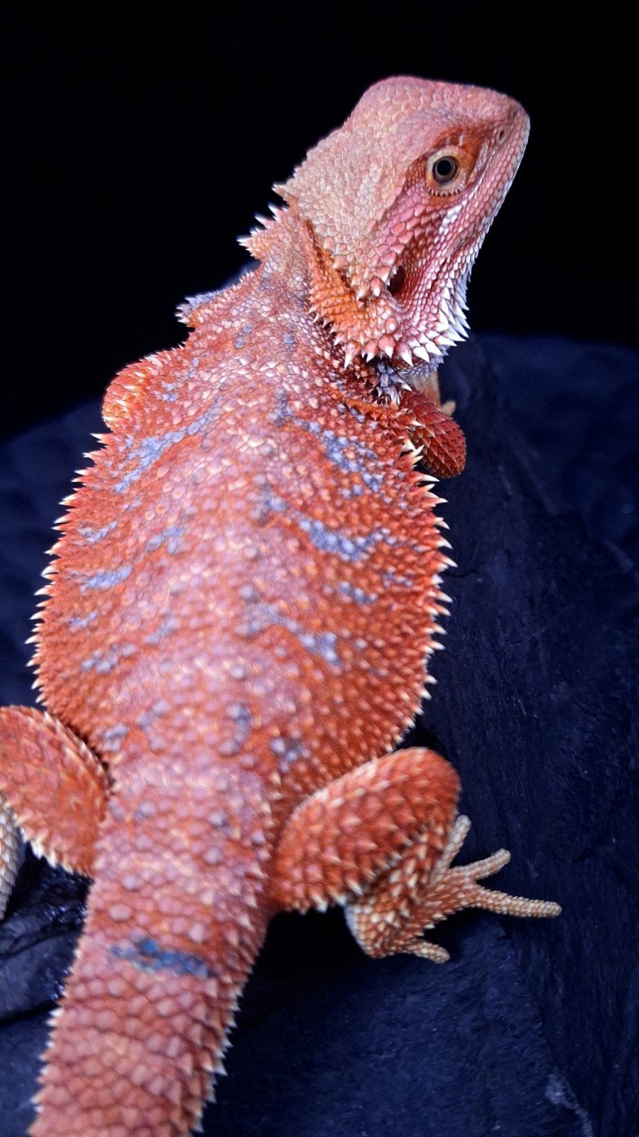 Baardagaam Mannen Red Hypo Blue Bar Bearded Dragon photo 6