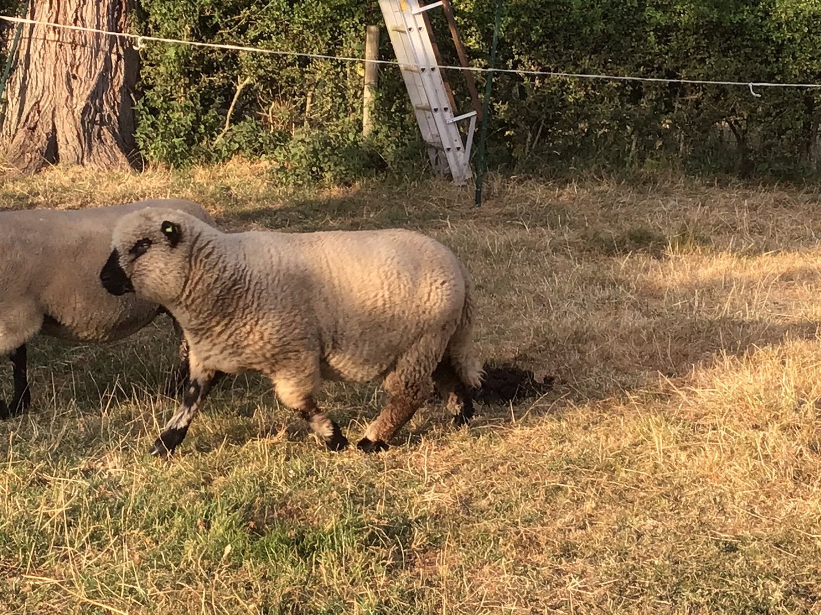 Shropshire ram, Mannelijk, Schaap