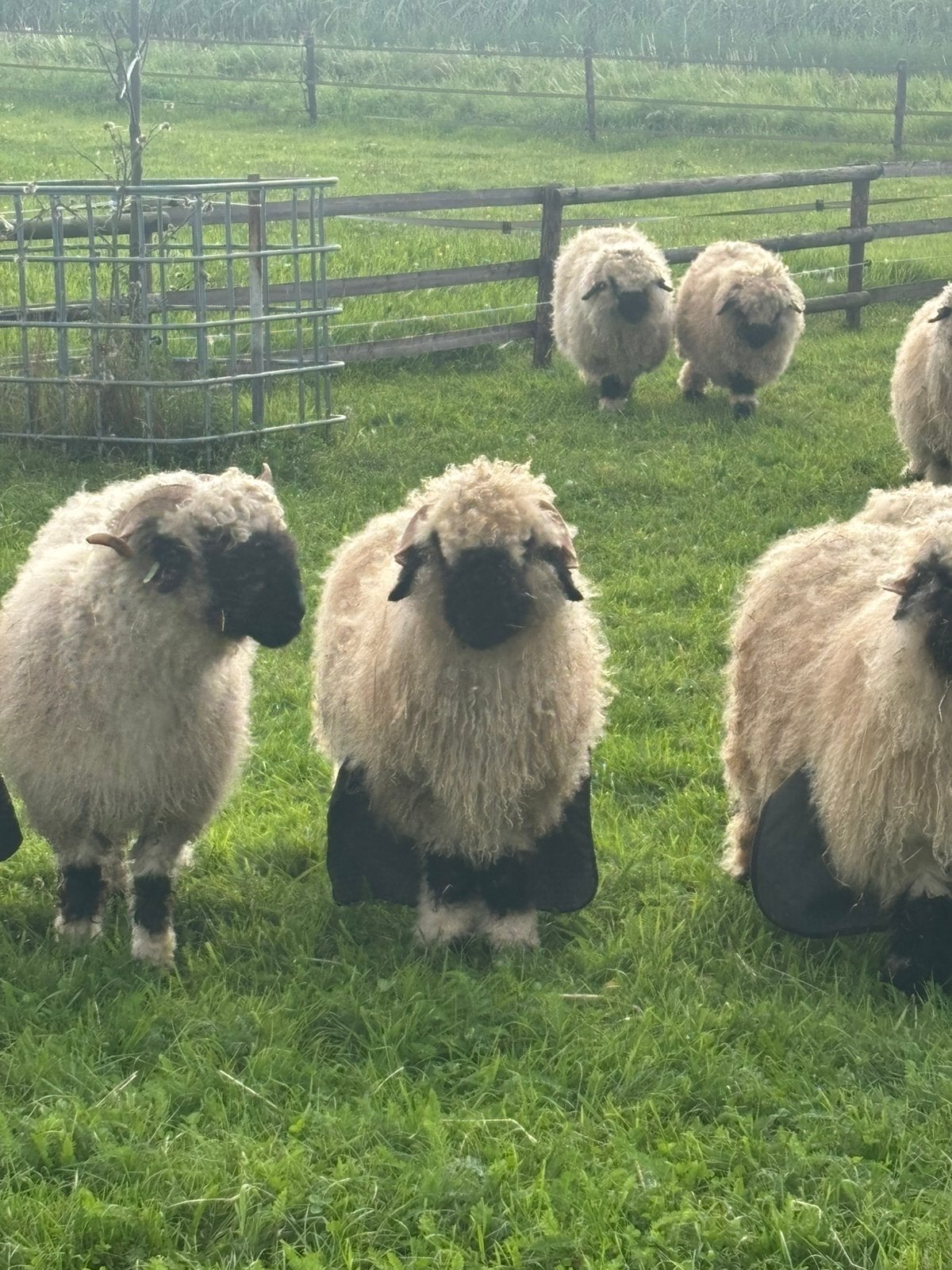 Walliser schwarznase ram, Mannelijk, Schaap