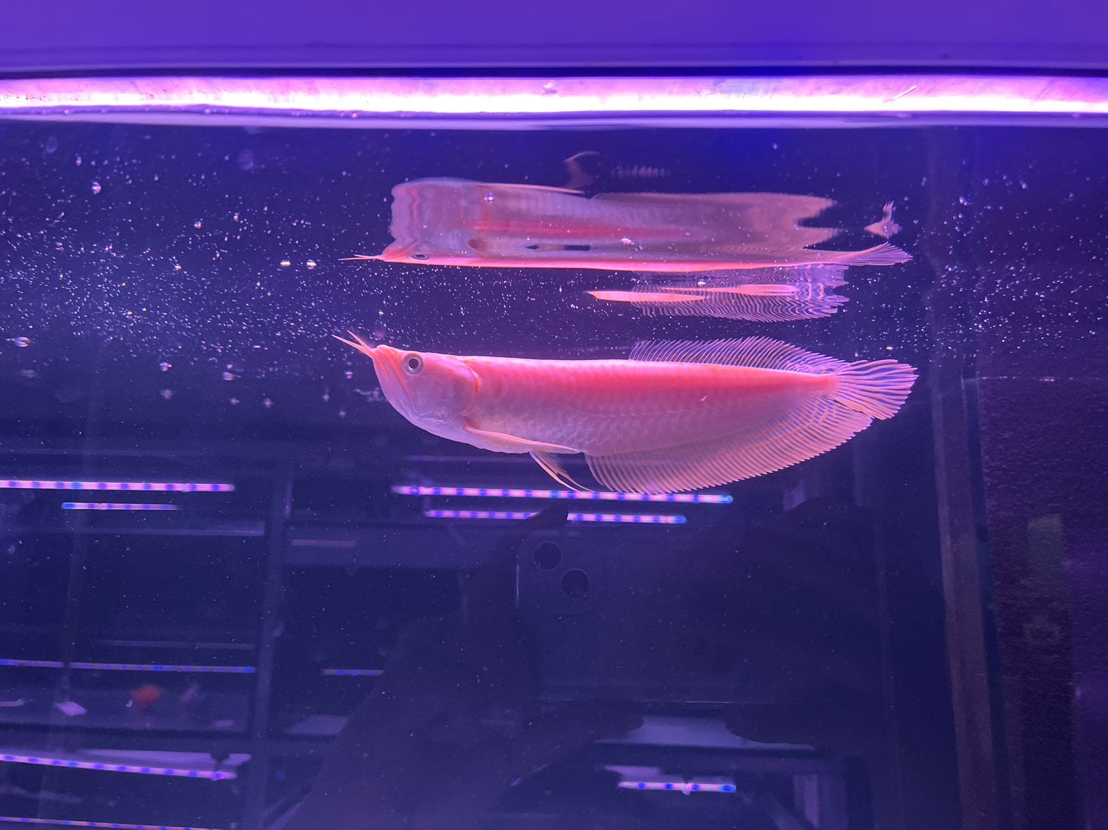 Arowana albino, Dieren en Toebehoren, Vissen | Aquariumvissen, Vis