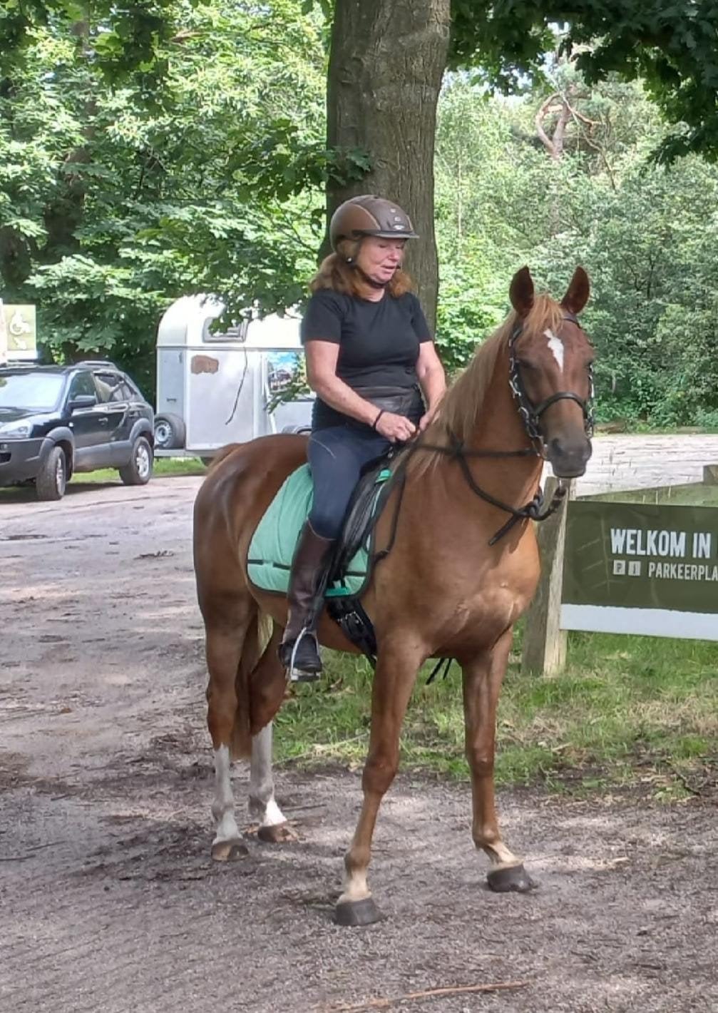 Lieve Welsh NWR D rijpony 7 jaar, Dieren en Toebehoren, Ruin, Dressuurpony, 7 tot 10 jaar, D pony (1.37m tot 1.48m)