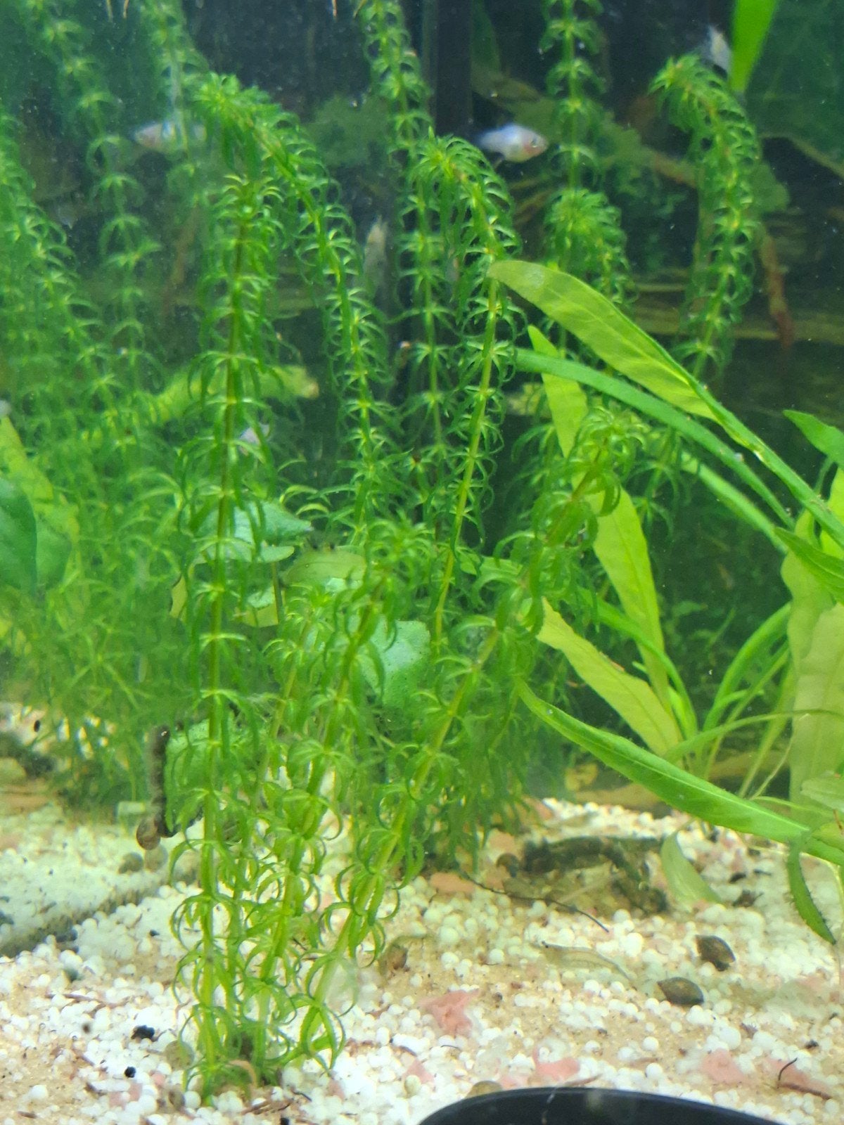 Mooie bosjes frisse Waterpest (Aquariumplanten), Dieren en Toebehoren, Vissen | Aquariumvissen, Kreeft, Krab of Garnaal