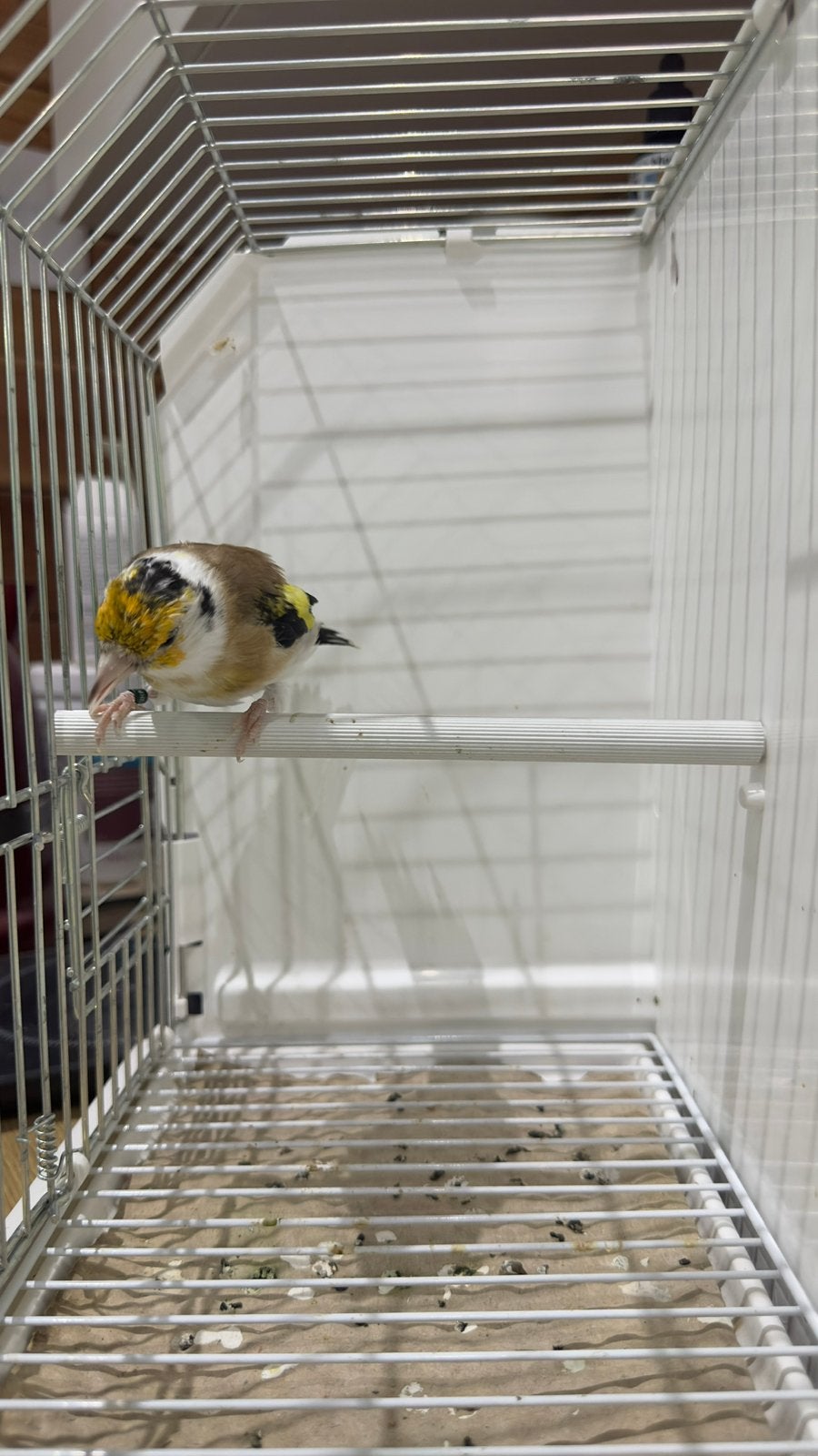 Major putter, Dieren en Toebehoren, Mannelijk, Wildzangvogel