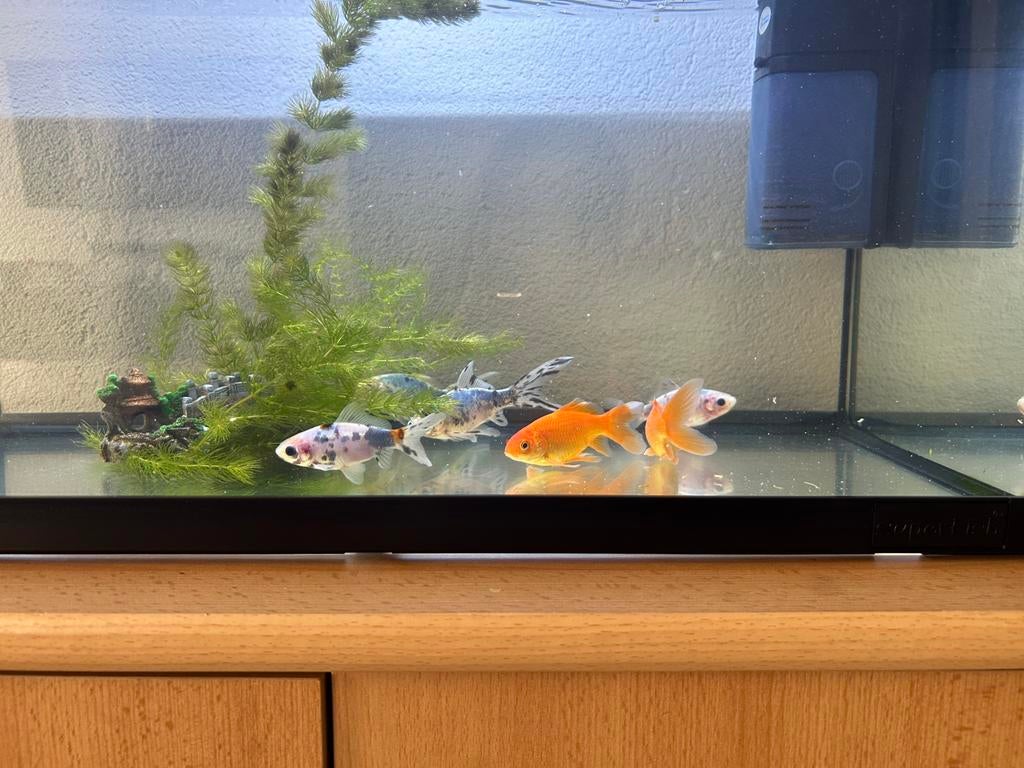 6 Vissen, Dieren en Toebehoren, Vissen | Aquariumvissen, Vis, Zoetwatervis