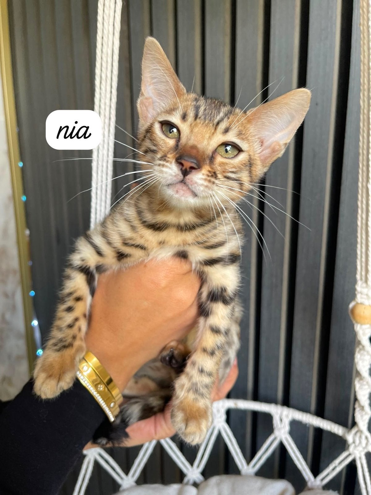 Bengaal kittens, Meerdere dieren