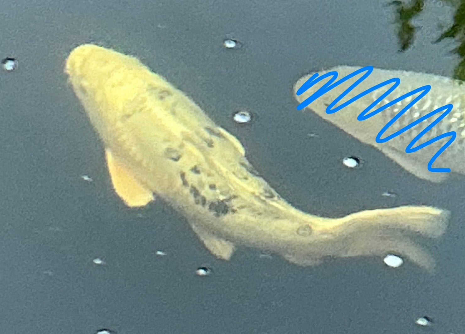 2 bekko koi’s te koop, Dieren en Toebehoren, Vissen | Vijvervissen, Karper of Koi