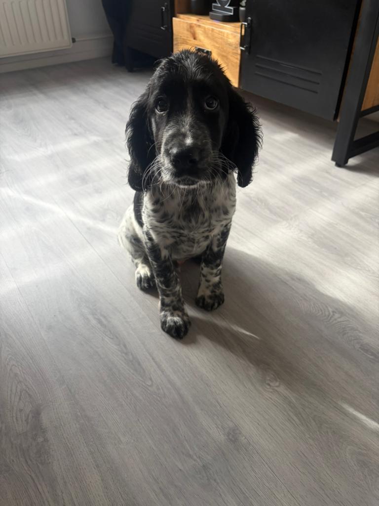 te koop pup reu Epagneul France x Grote Munsterlander., Dieren en Toebehoren, 8 tot 15 weken, Eén hond, Nederland, Particulier