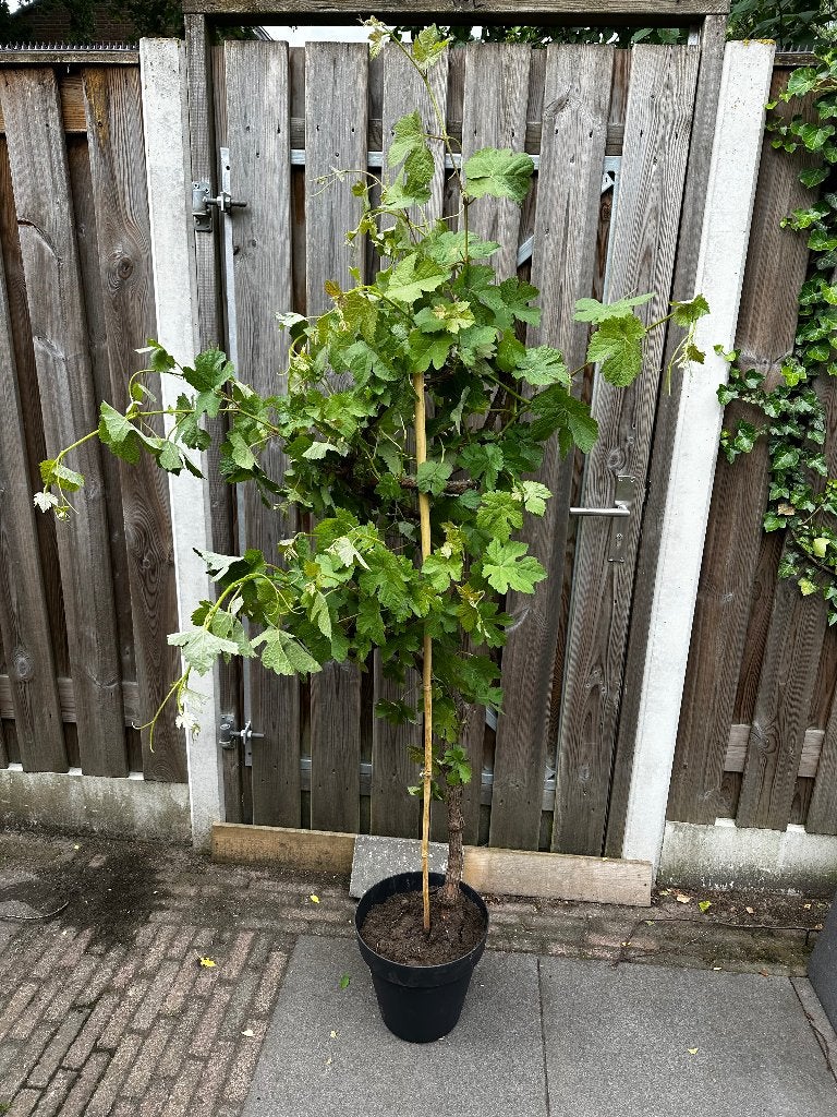 oude druivenplant / druiven stok (blauw), Ophalen, Minder dan 100 cm, Lente, Volle zon