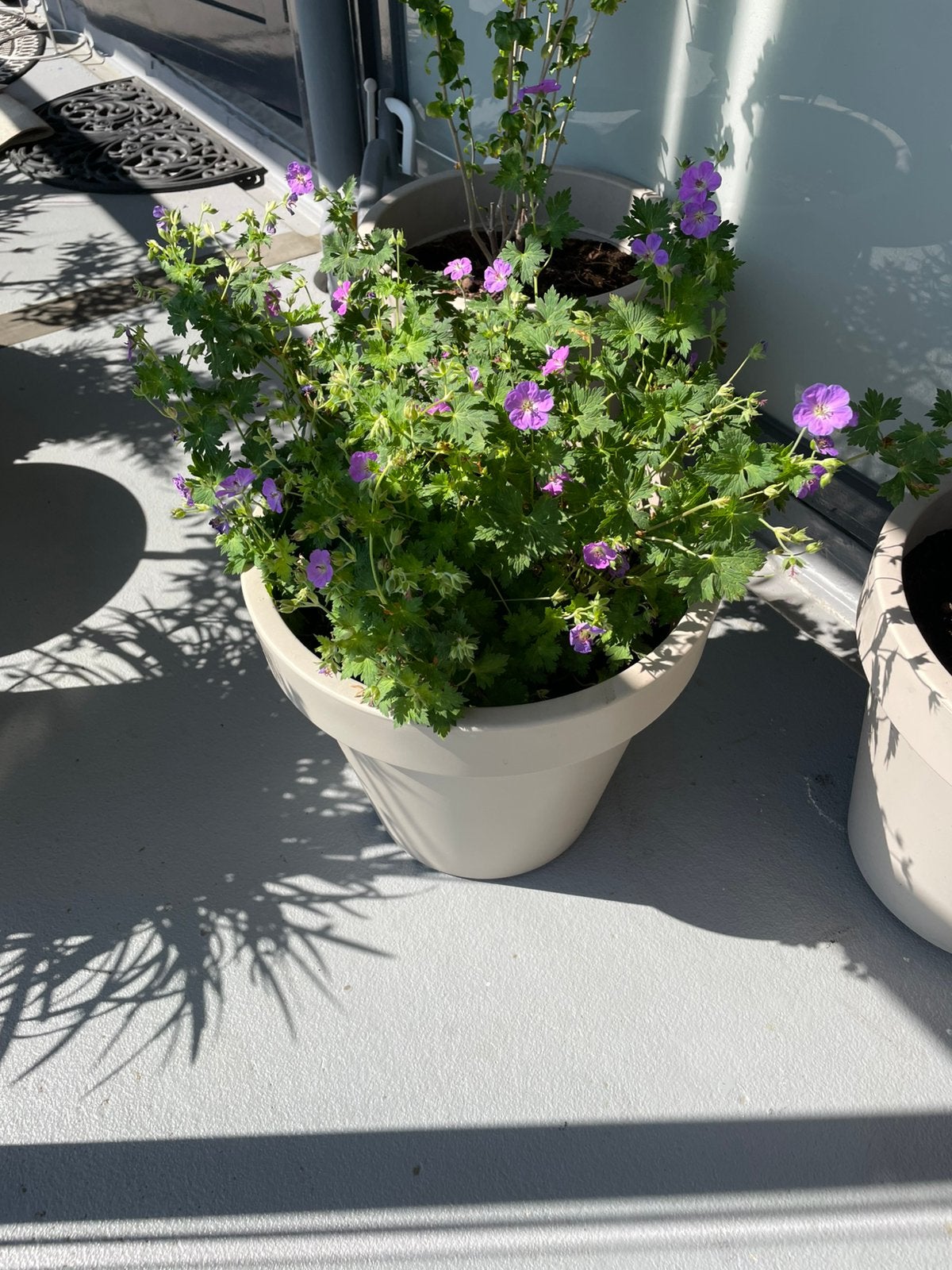 Vaste plant geranium in grote pot €12,50, Steen, Minder dan 30 cm, Rond, Ophalen of Verzenden