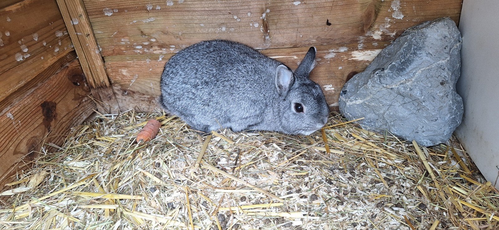 mooi Chinchilla rammetjes