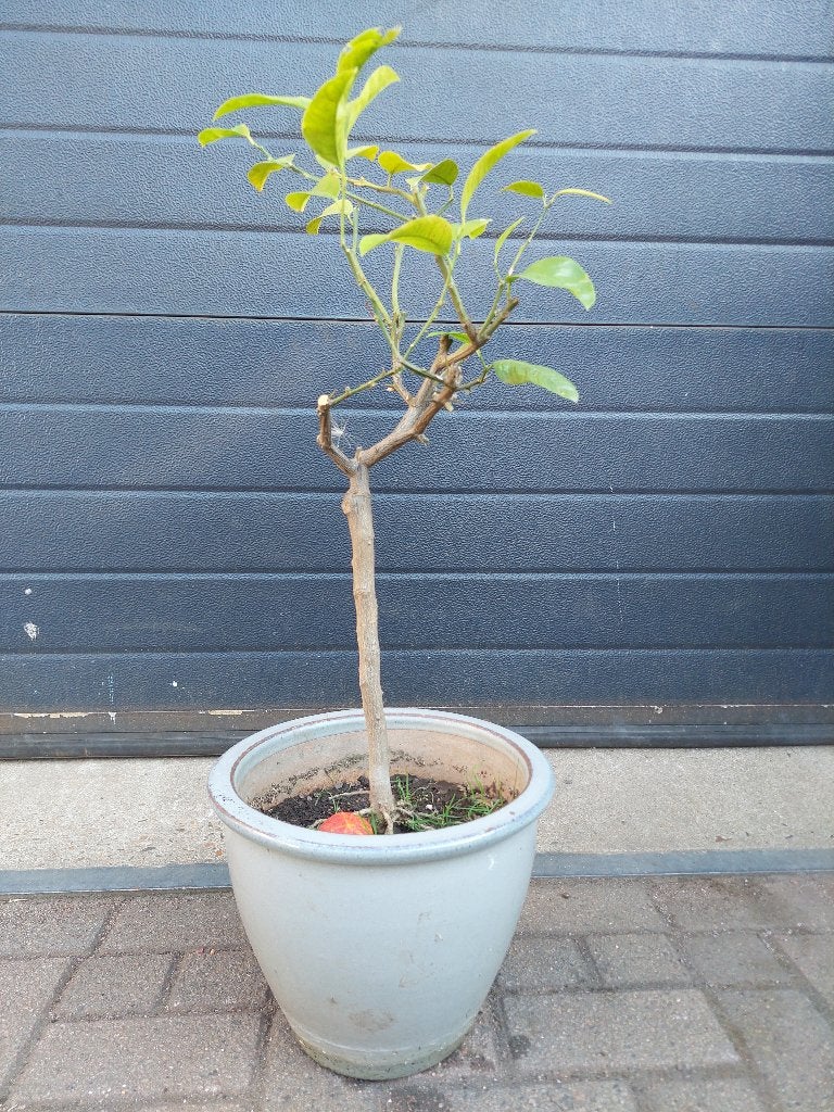Citrus Sinensis 'Arcobal' - Regenboog/Bloedsinaasappel H78cm, Ophalen, Minder dan 100 cm, Volle zon, Citroenboom