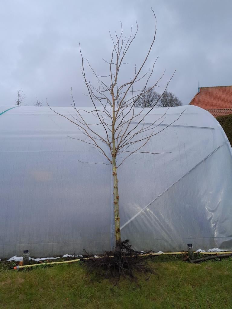 Platanen, Bloeit niet, Overige soorten, 250 tot 400 cm, Ophalen