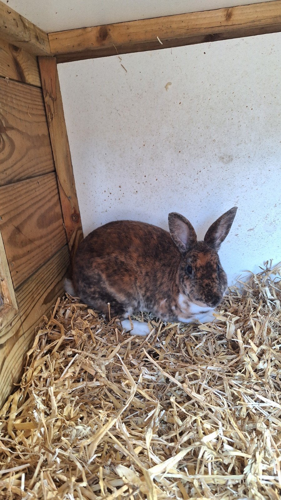 Rex dwerg voedster, Dieren en Toebehoren, Konijnen, Vrouwelijk, Dwerg