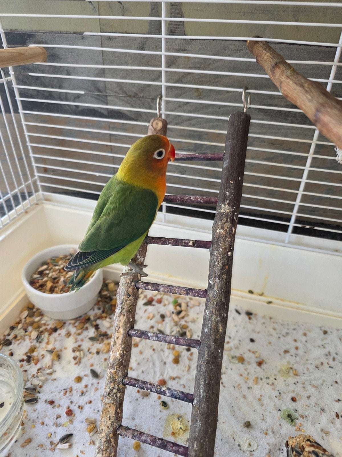 argaponis te koop 2 maanden oud, Geslacht onbekend