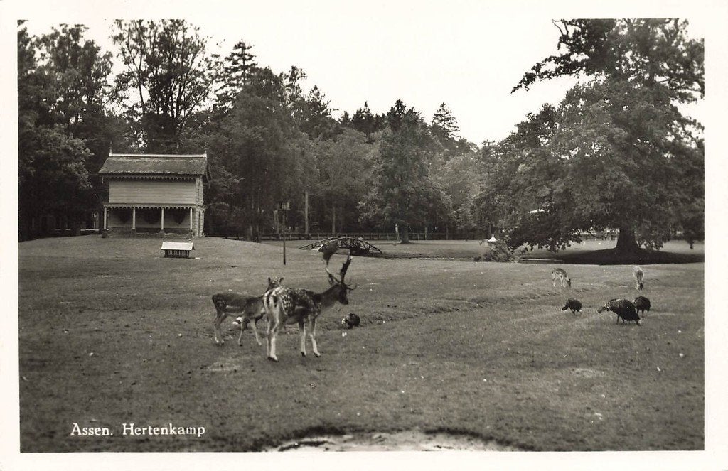 Assen, Hertenkamp, Verzamelen, Ophalen of Verzenden, 1940 tot 1960, Ongelopen, Drenthe