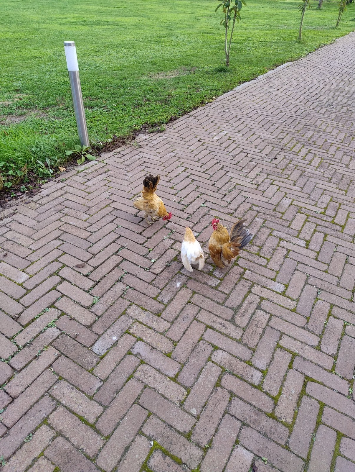 gratis serama haantjes, Dieren en Toebehoren