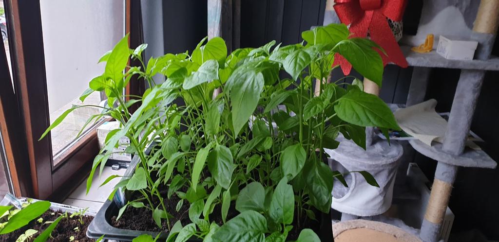Rode paprika planten.  1,50 pepers 2,00, Tuin en Terras, Planten | Tuinplanten, Ophalen of Verzenden, Eenjarig, Groenteplanten