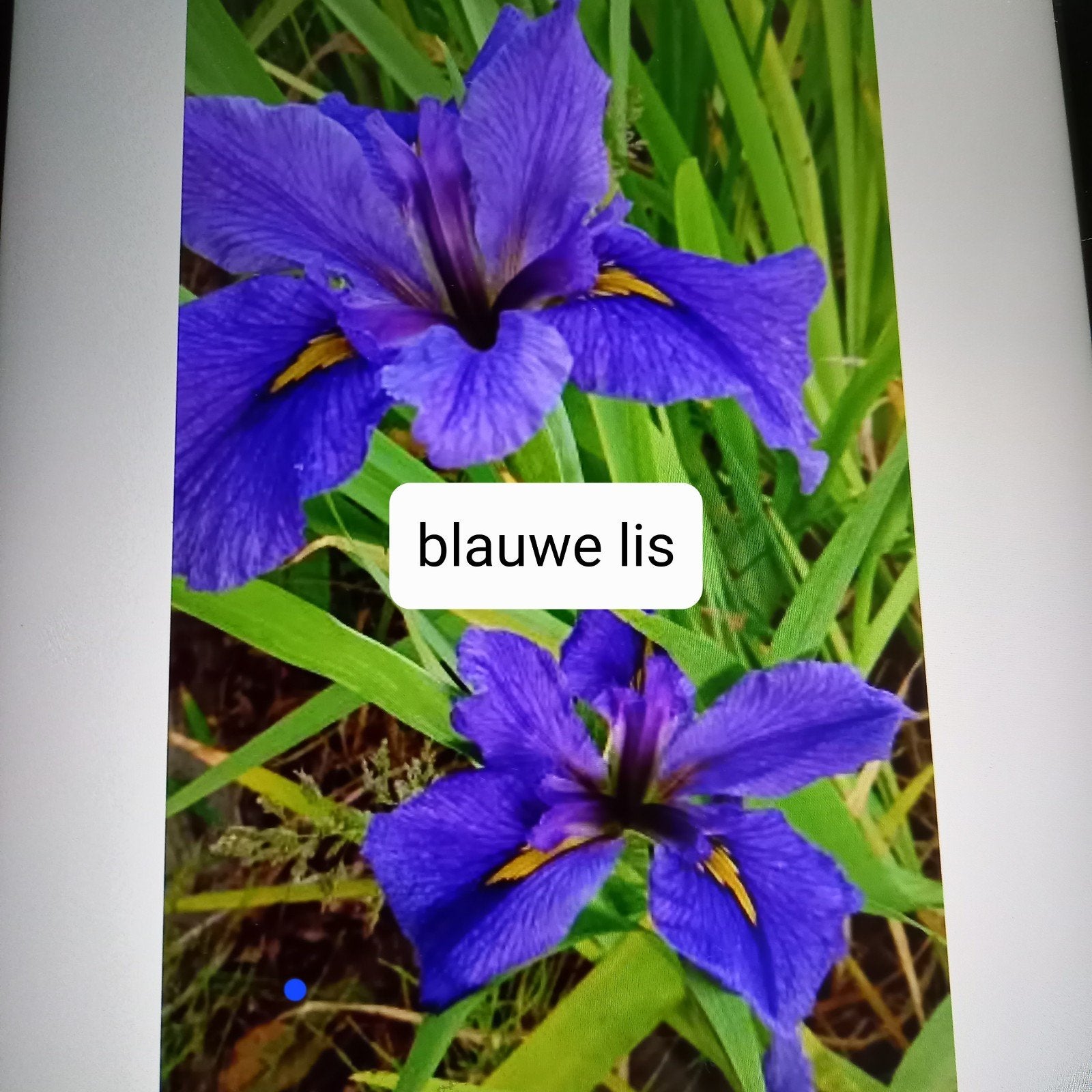 Blauwe lis gratis, Ophalen, Volle zon
