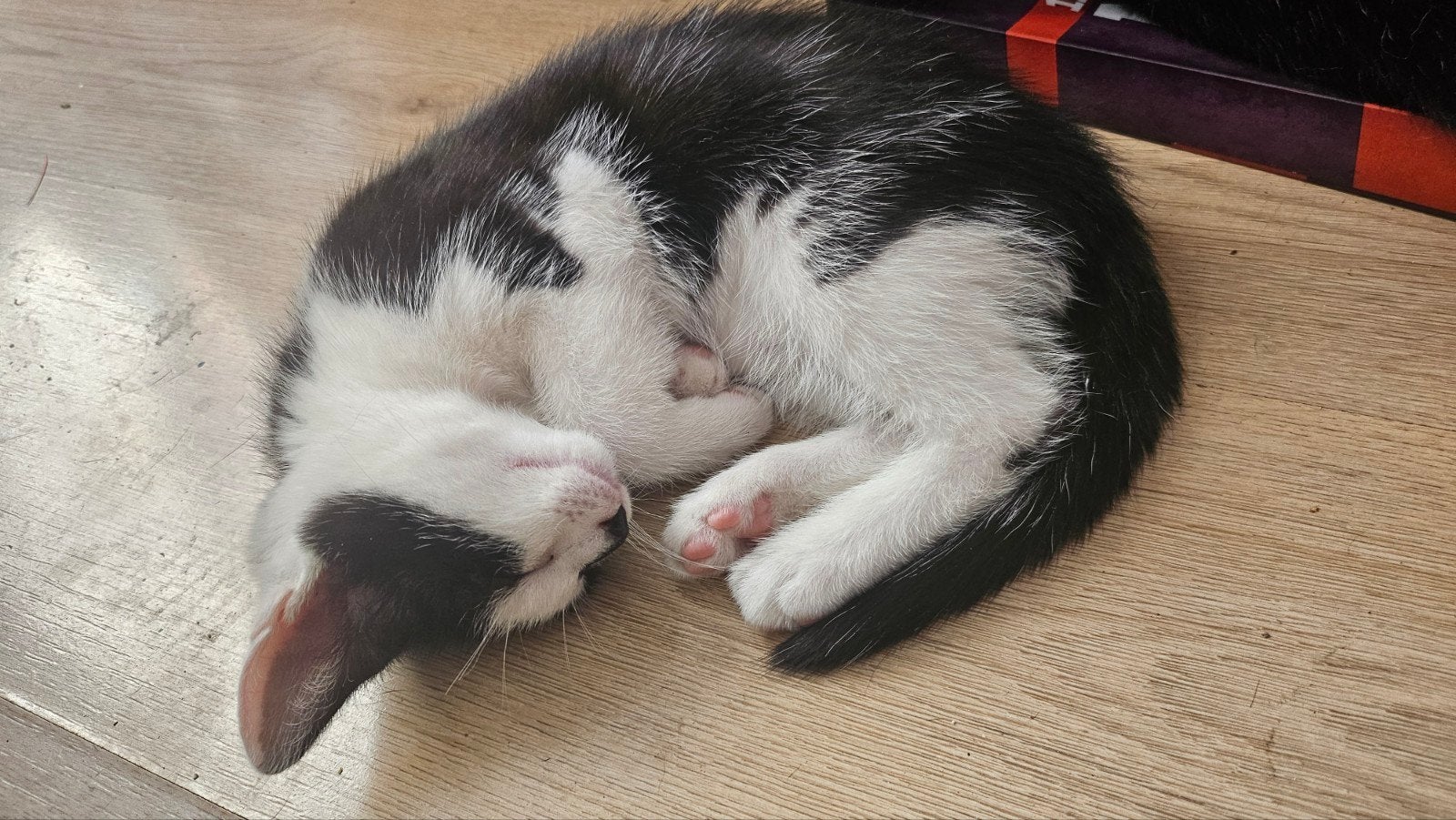 Kittens, Meerdere dieren