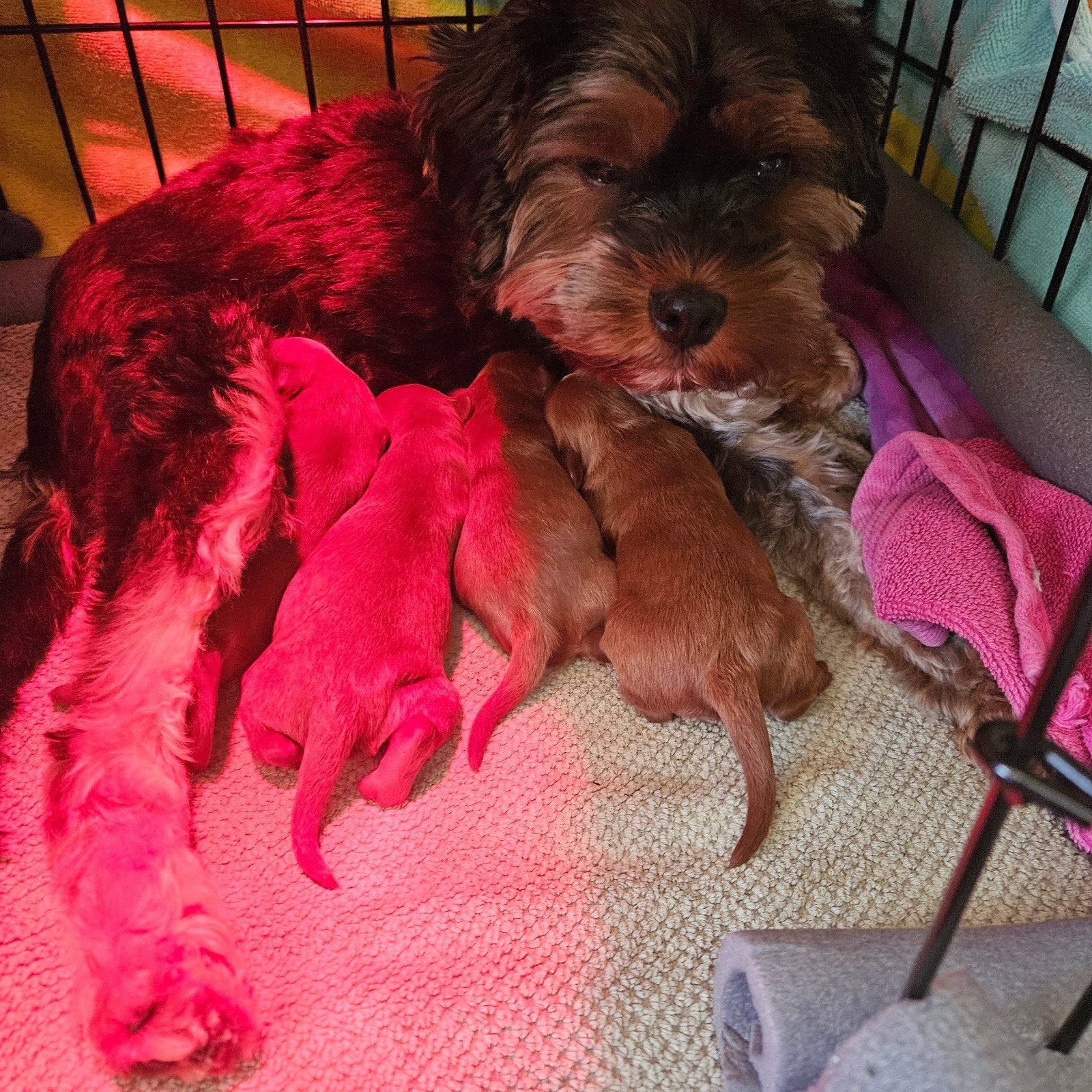Hele mooie Puppies!, Dieren en Toebehoren, 8 tot 15 weken, Meerdere, Meerdere dieren, Klein