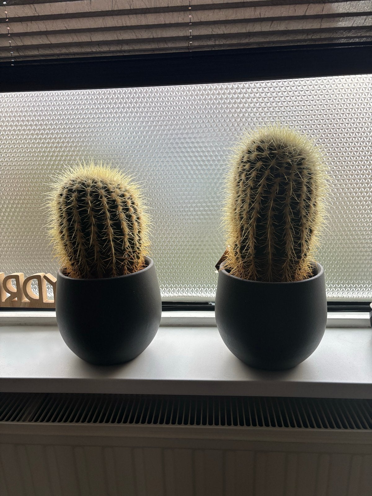 Twee cactussen, Ophalen, Zo goed als nieuw, Binnen, Minder dan 30 cm