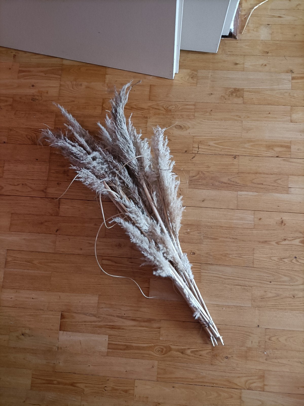 Decoratieve gedroogde pluimen pampas, Ophalen, Gebruikt