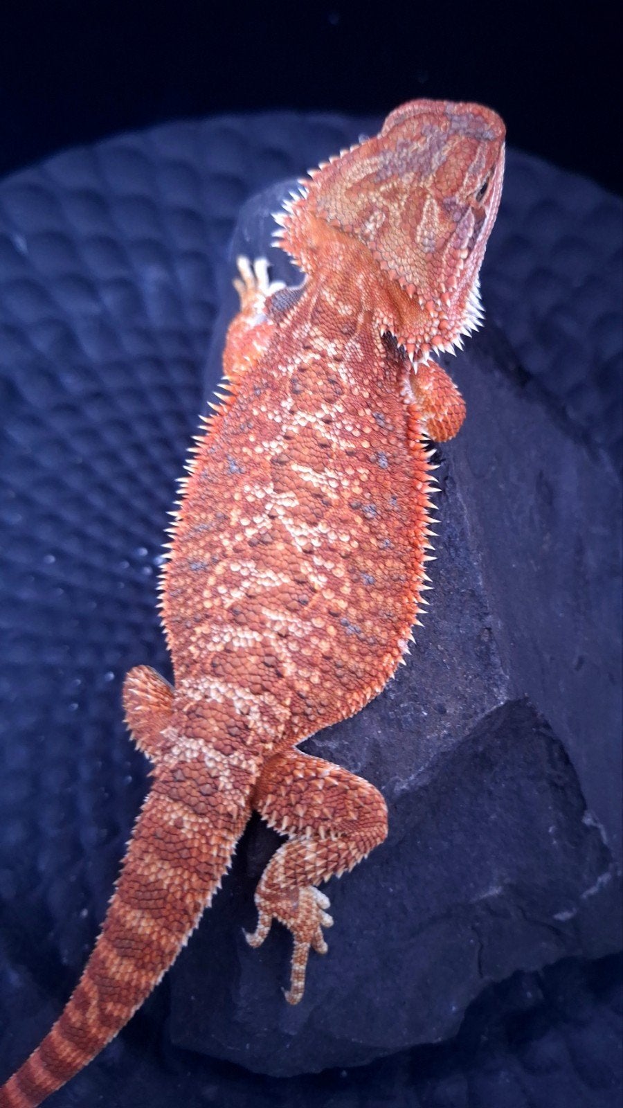 50% Red Monster het. HypoTrans man baardagaam Bearded Dragon - male for sale from Design Dragons