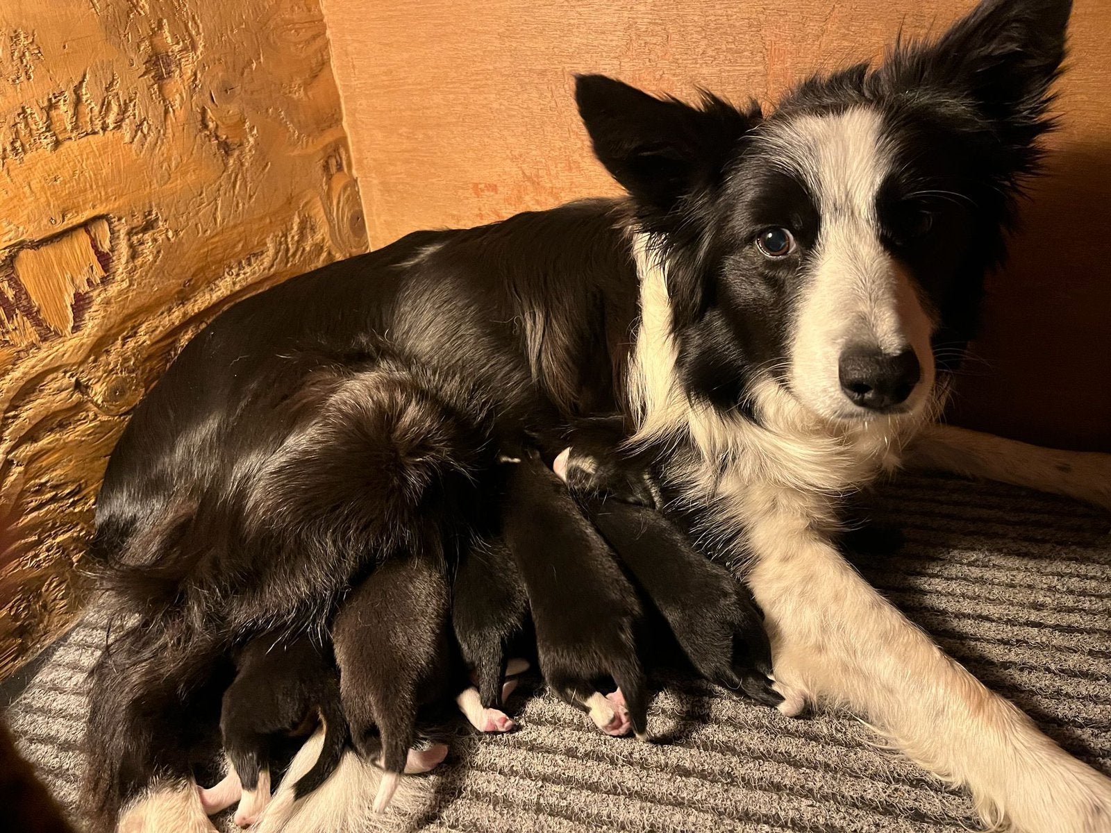 Border collie pups, Dieren en Toebehoren, Honden | Herdershonden en Veedrijvers, Teef, Collie, Particulier, Meerdere, Nederland
