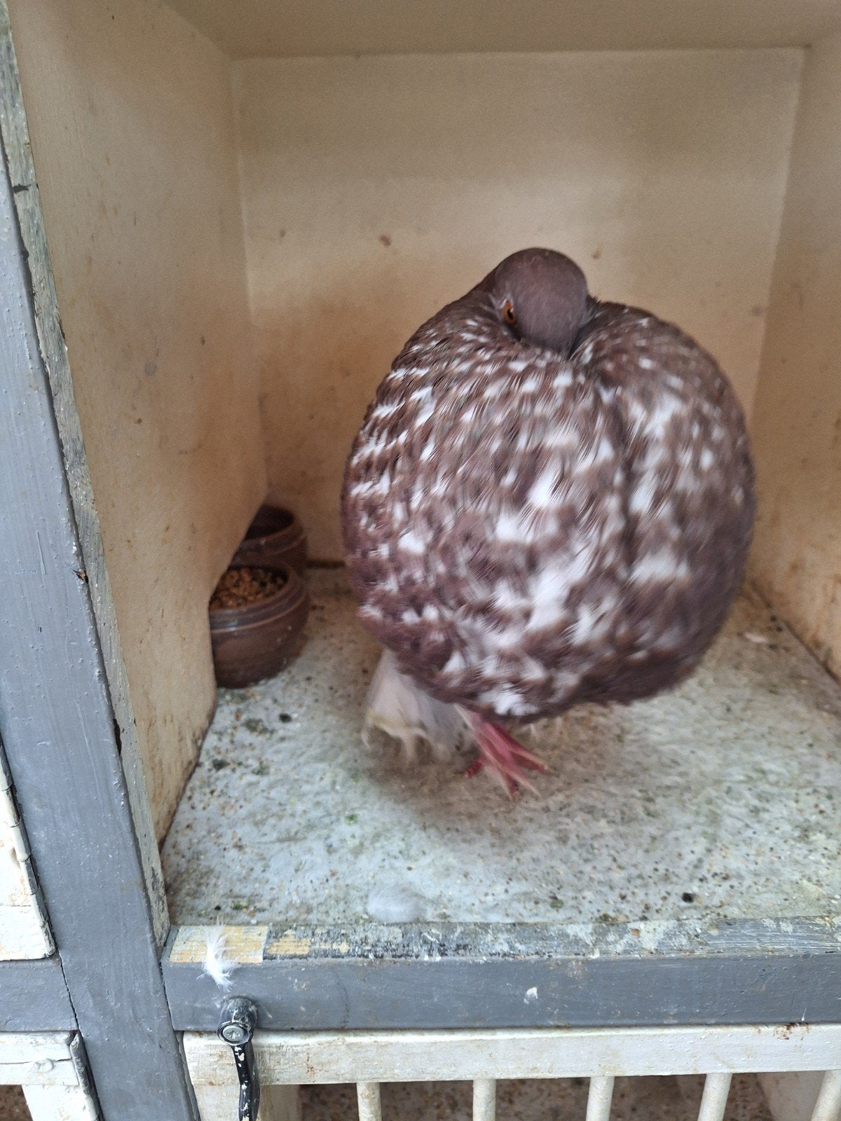 Kropper, Dieren en Toebehoren, Vogels | Duiven, Vrouwelijk, Kropper