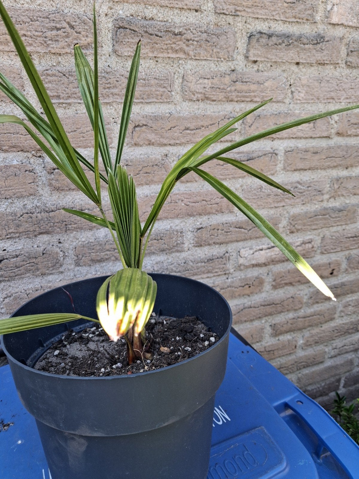 Palmboom, Volle zon, Vaste plant, Bloeit niet, Ophalen