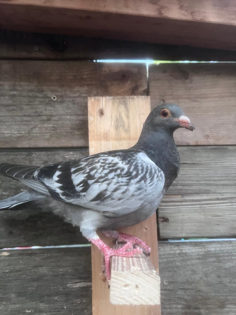 Jonge Postduif, Dieren en Toebehoren, Vogels | Duiven, Geslacht onbekend, Postduif