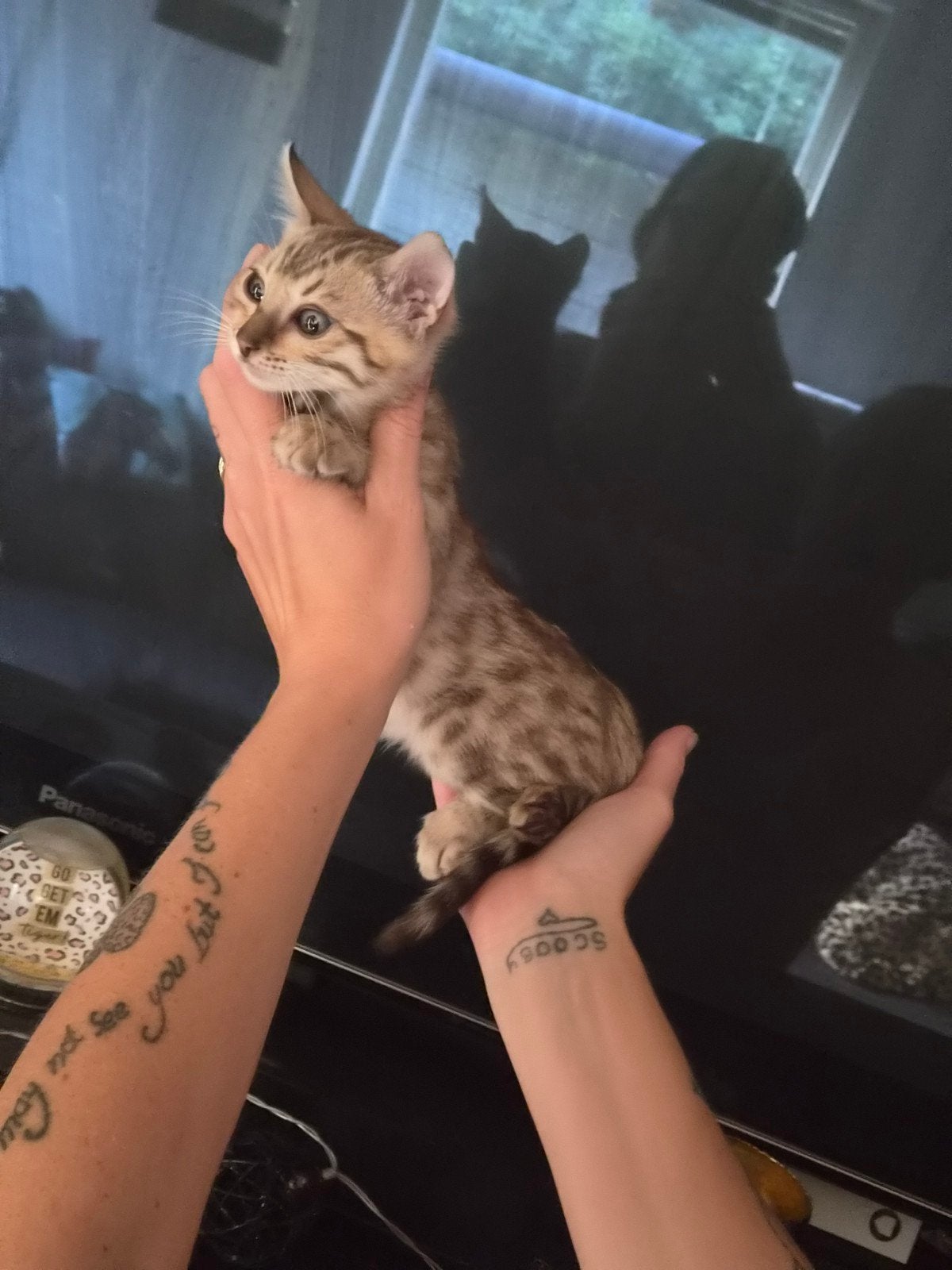 kittens snow bengaaltjes  zoeken een goed  huisje, Poes, 0 tot 2 jaar