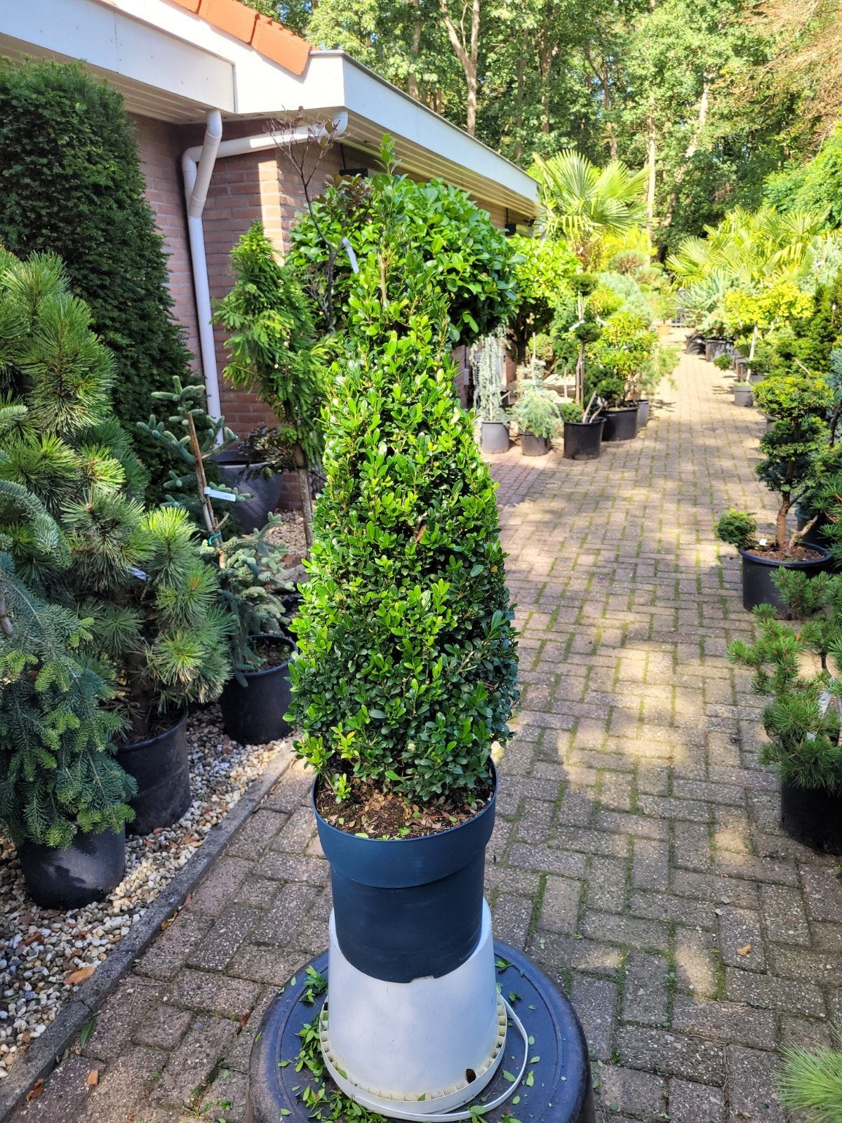 Ilex Crenata Piramide - Japanse Hulst, Ophalen, Hulst, Struik, Minder dan 100 cm