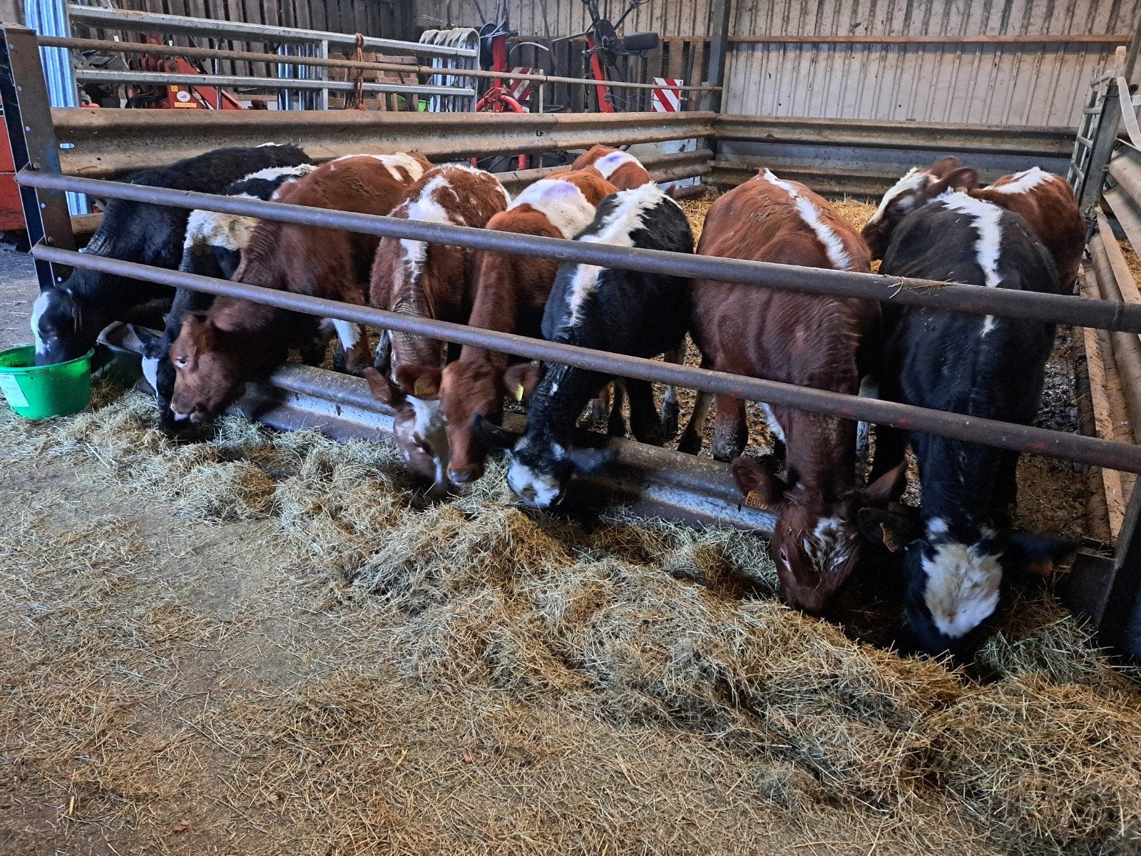 10 stieren.  mooie kleuren, Meerdere dieren