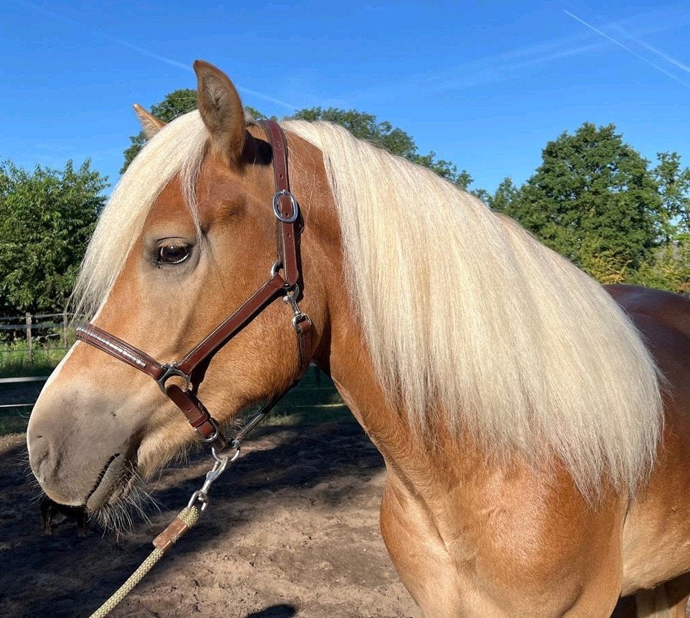 3 jarige Haflinger ruin, Hengst, D pony (1.37m tot 1.48m), Met stamboom, 3 tot 6 jaar